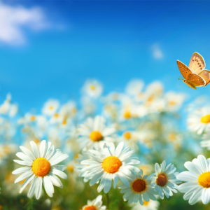 南京四年级语文辅导