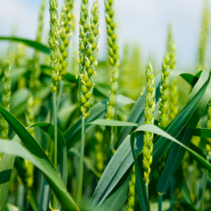 南京高三语文辅导